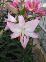 [1783 WillekeAlberti EVR No01.JPG]